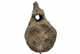 Fossil Camarasaurus Caudal Vertebra with Metal Stand - Colorado #335444-7